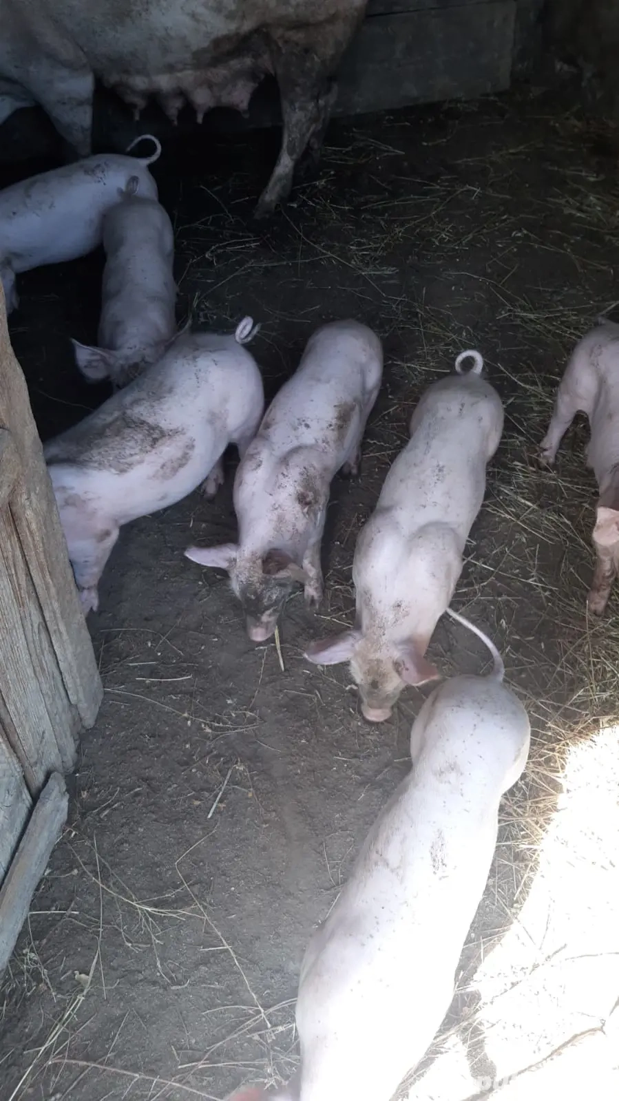 purcei landras și pietrain 