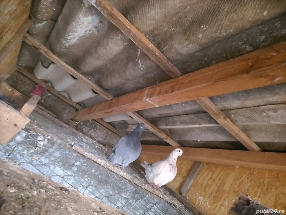 Vând porumbei mondai francezi 