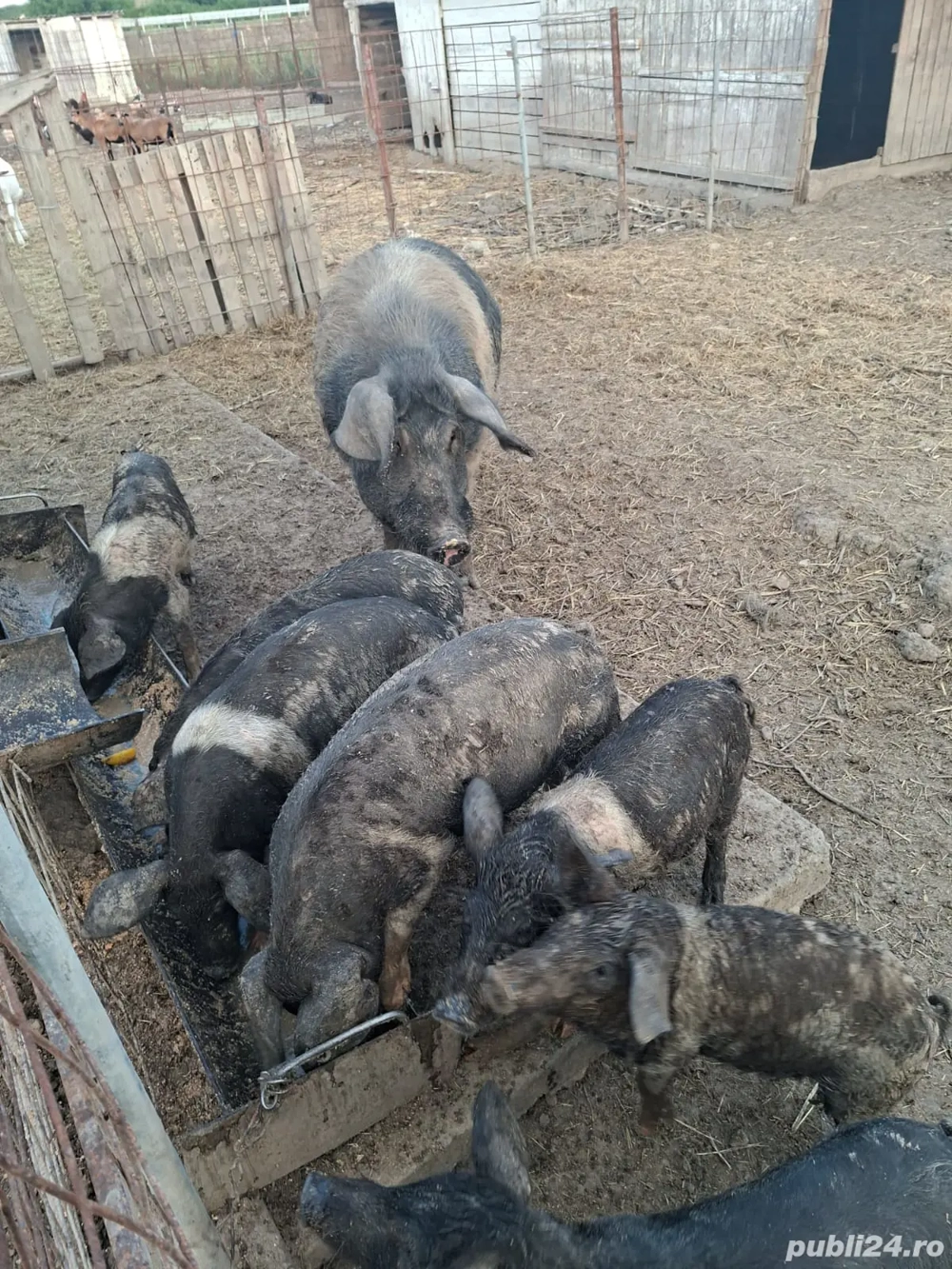 vand vier si purcei bazna