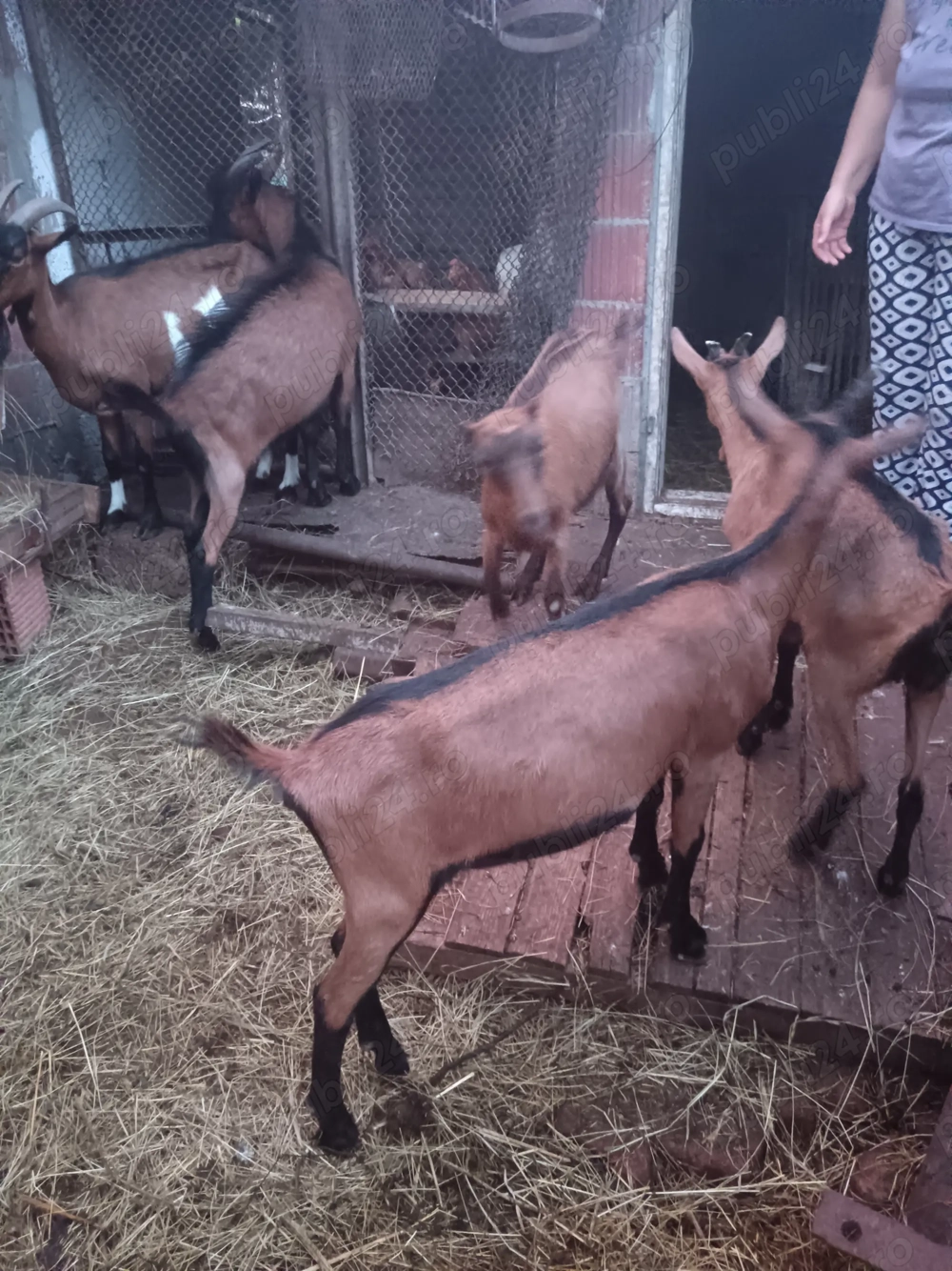 Capre alpin francez Capre alpin francez