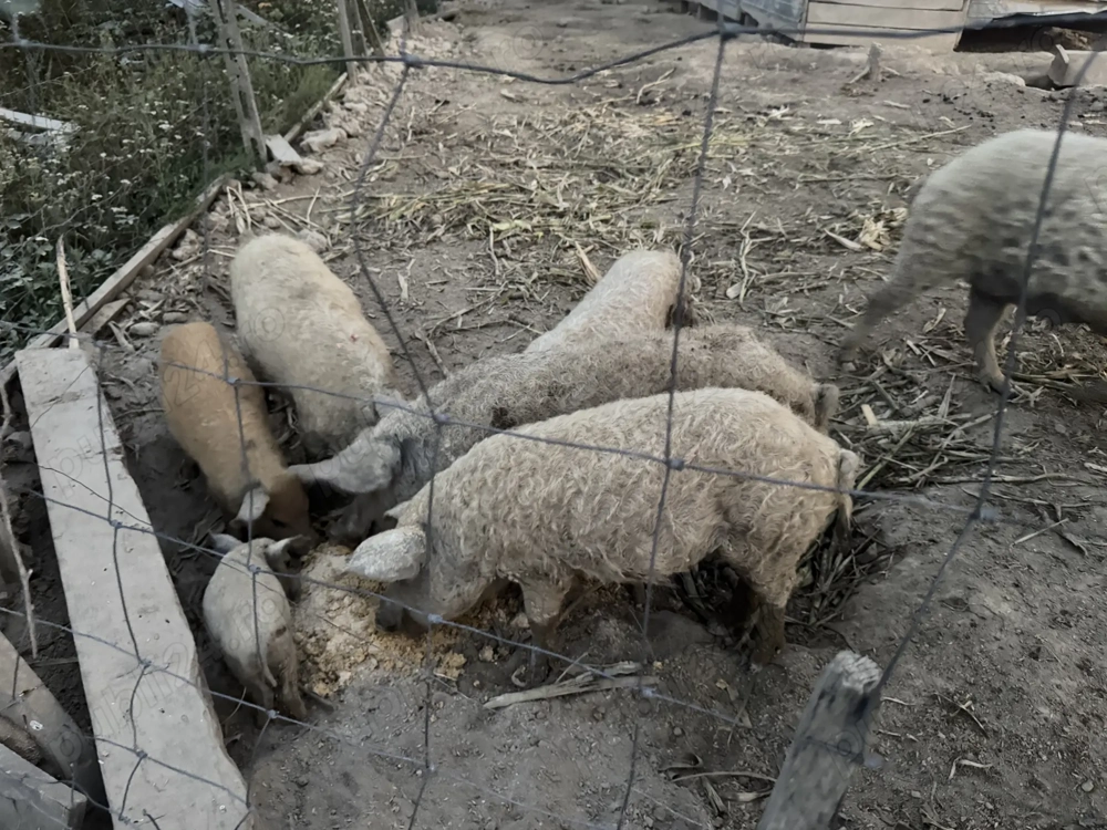 Vand purcei mangalita Vand purcei mangalita