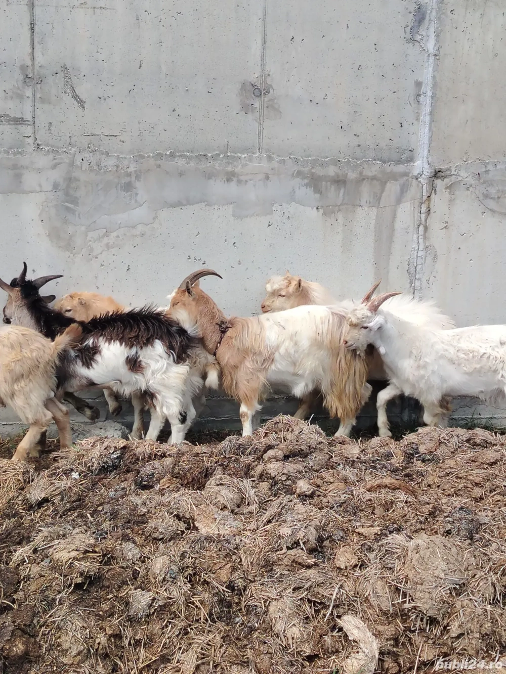 vând capră și iezi 