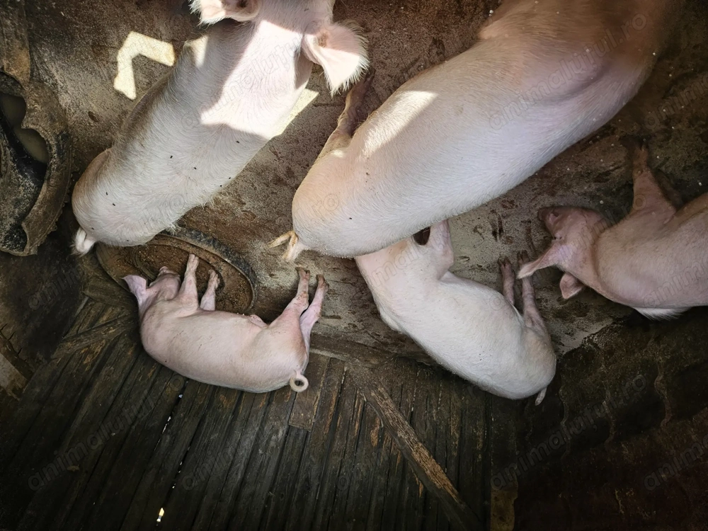 Vand porci intre 70 si 90 de kg 