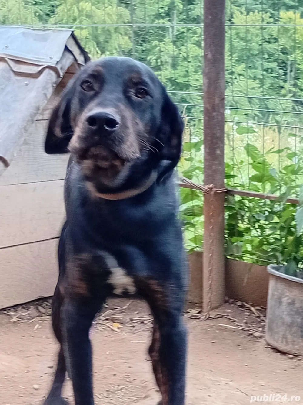 cîinii de vanatoare  cîinii de vanatoare