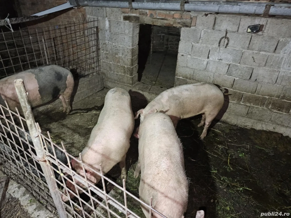 Porcii preț ușor negociabil Porcii preț ușor negociabil