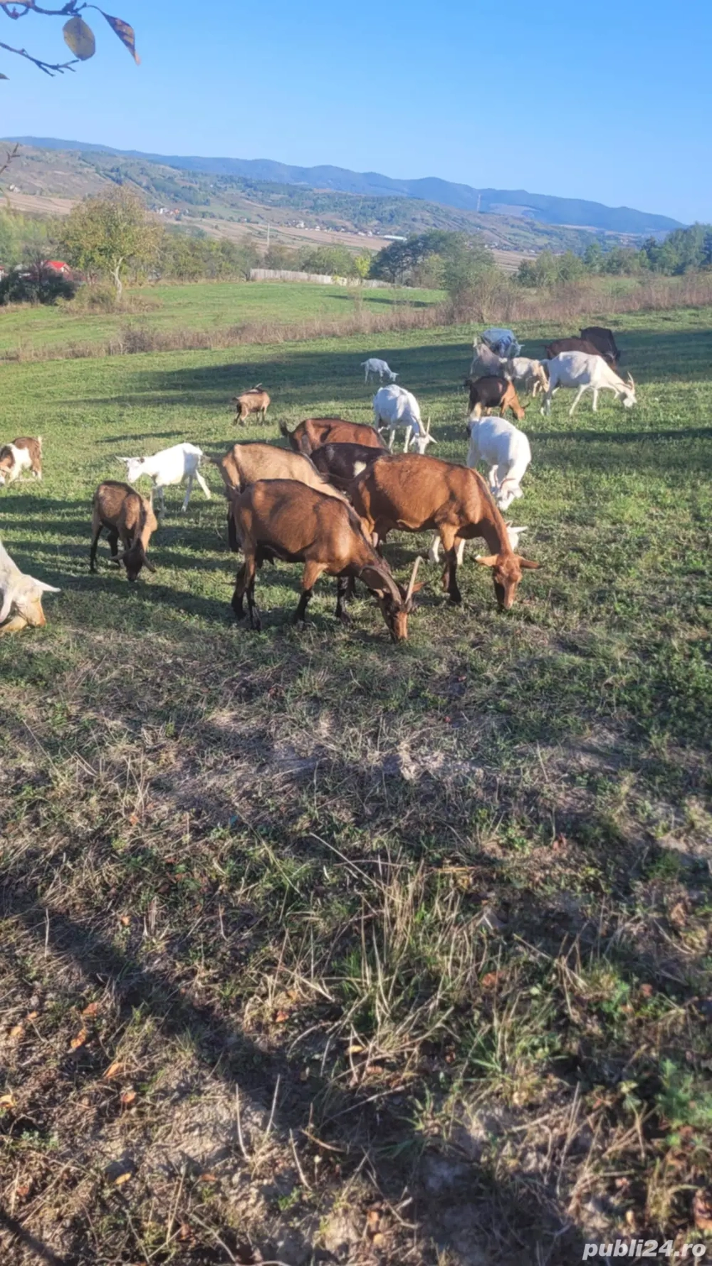 se vinde capre alpine și sanne  se vinde capre alpine și sanne