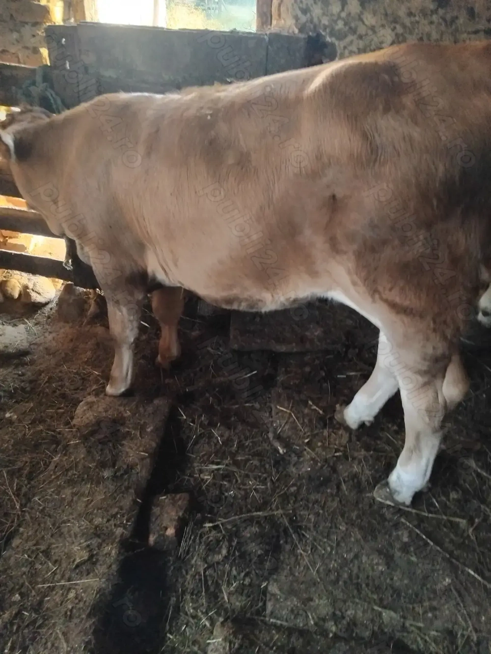 De vanzare vitele De vanzare vitele