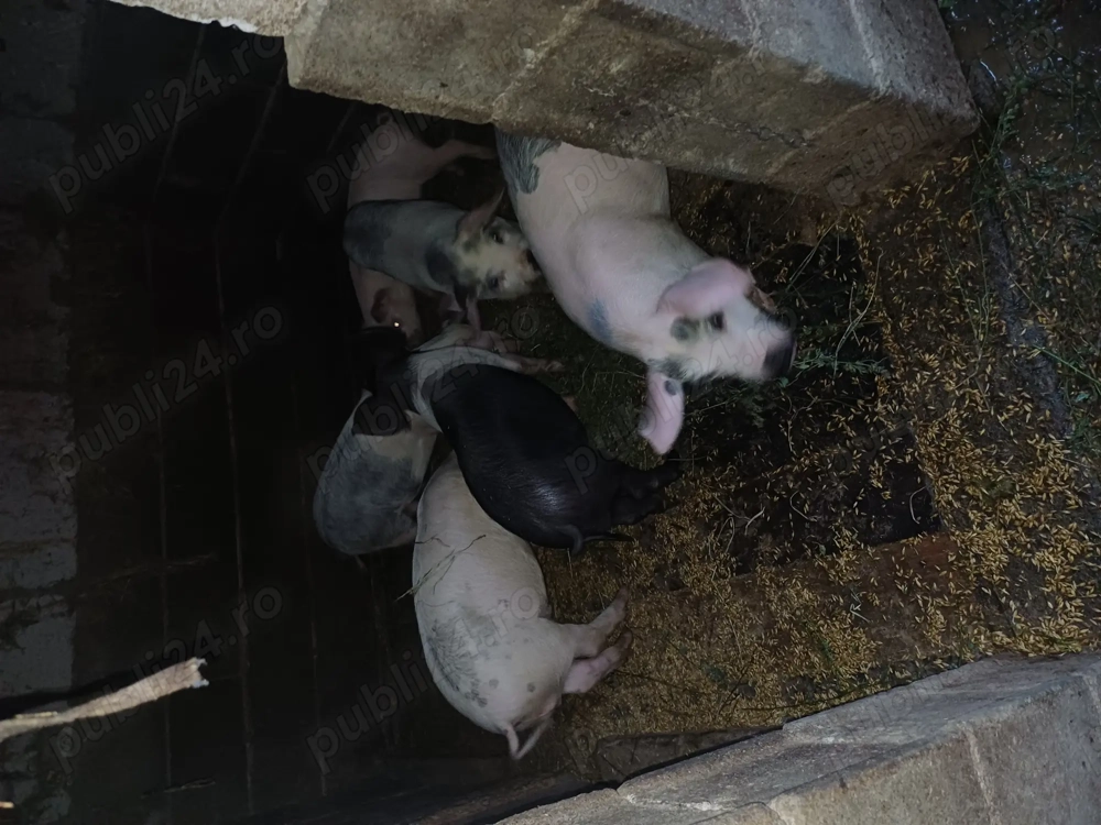 Purcei de 11saptamani Purcei de 11saptamani