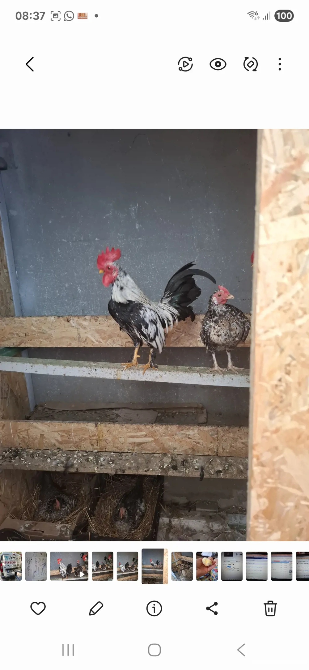 Cocosi si gaini pitice si un paun, 