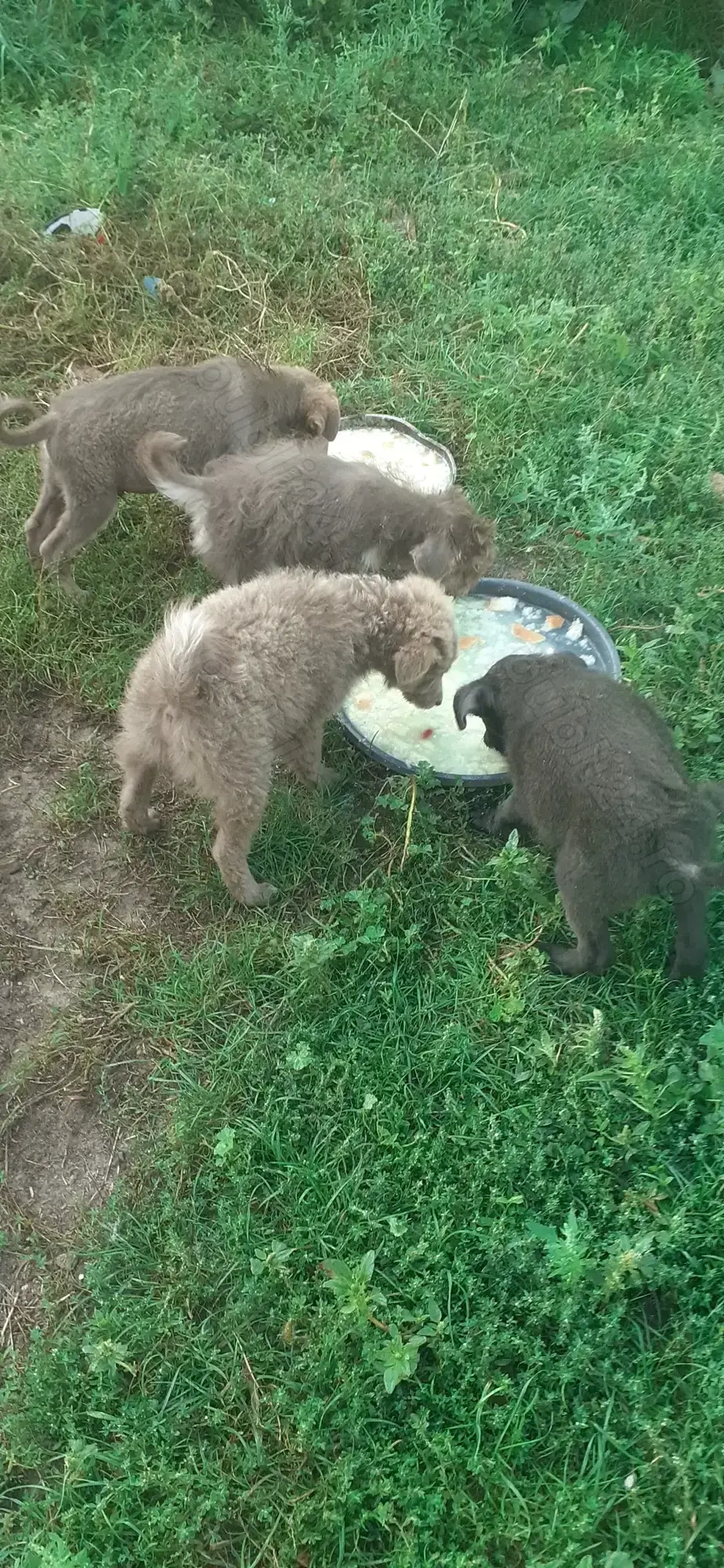 Vind catei de intors oi Vind catei de intors oi