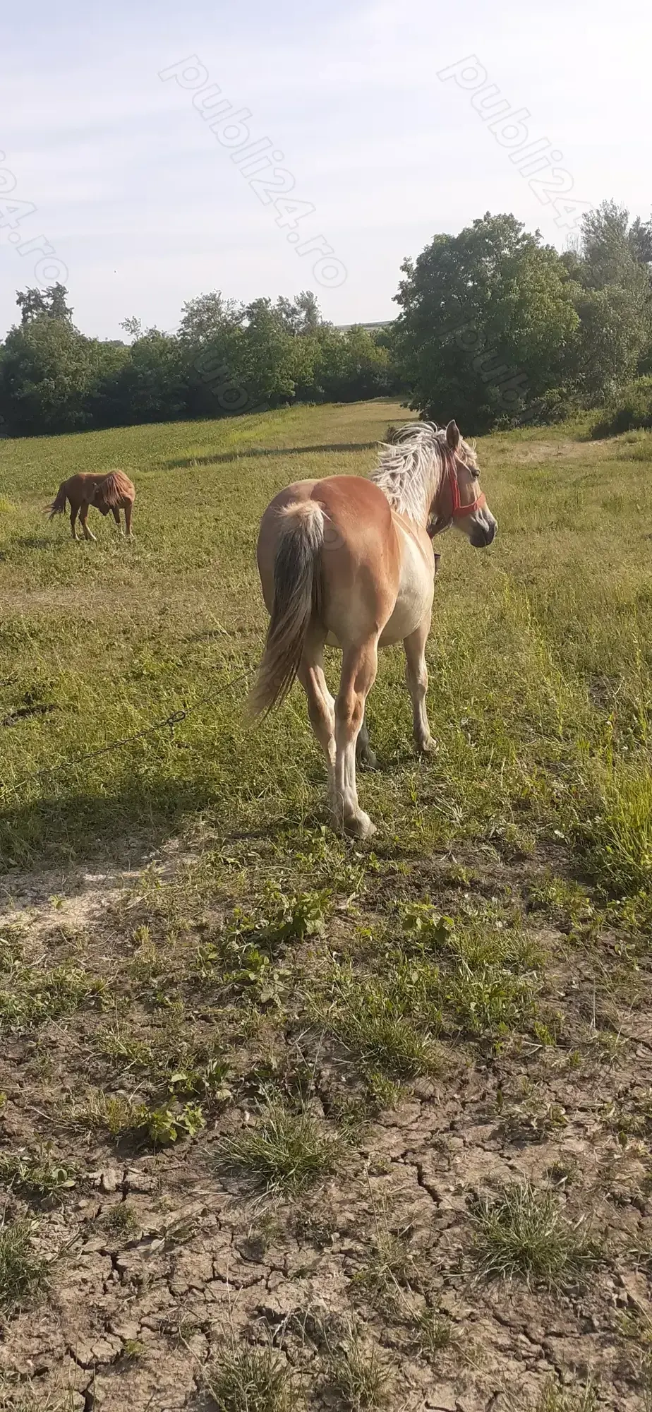 Vind minza de un an si o luna