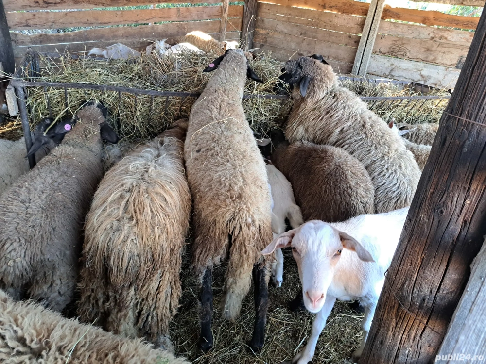 vand miei si iezi vand miei si iezi