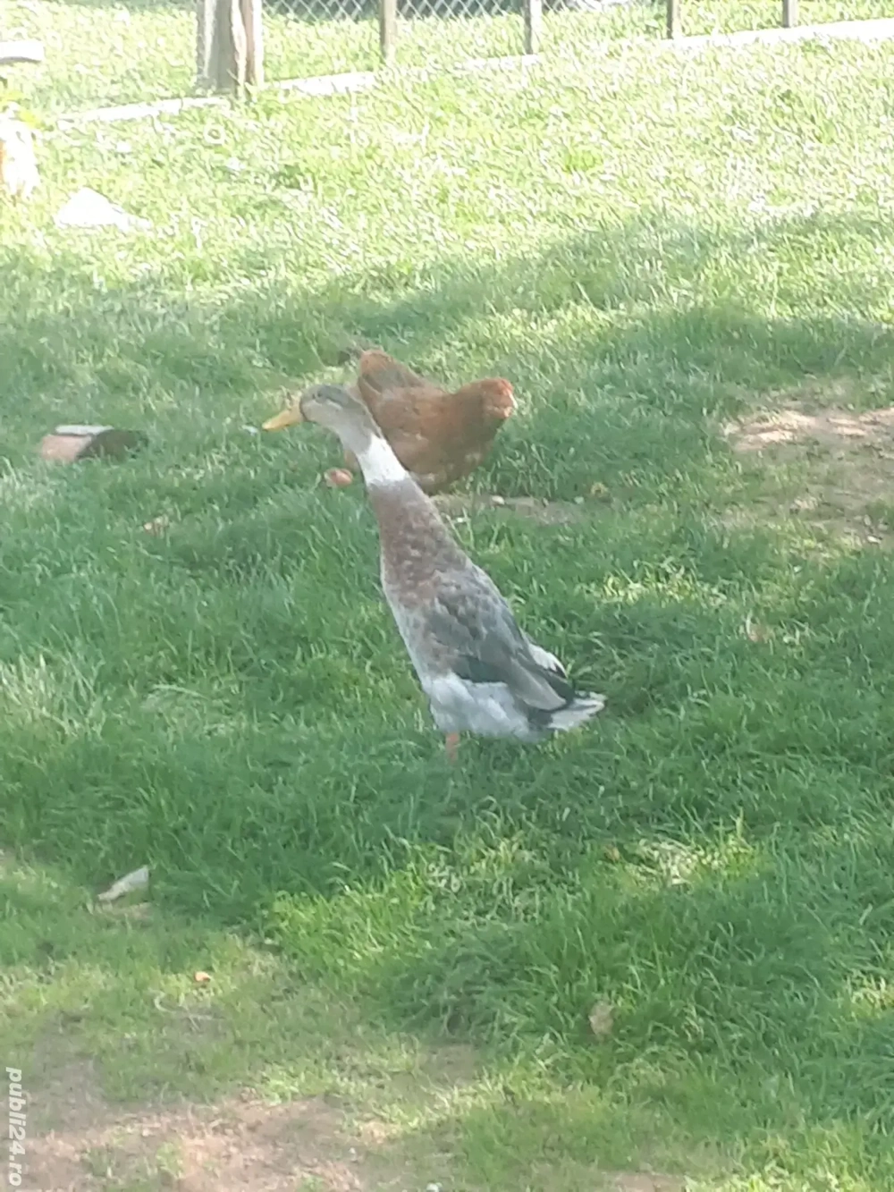 Vind rătoi rasă indiană și rață ryan tinere