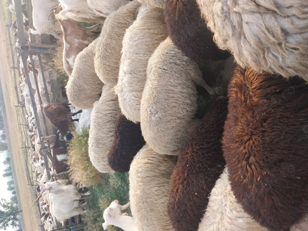 Caut cioban în județul iasi URGENT Caut cioban în județul iasi URGENT