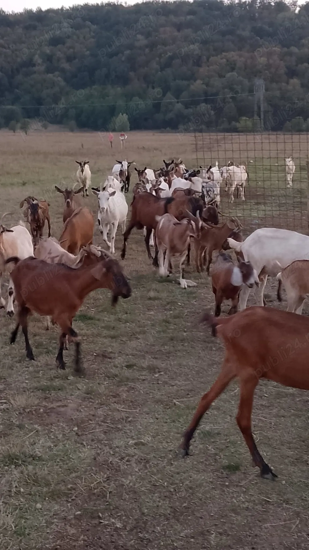 Capre de vinzare Capre de vinzare