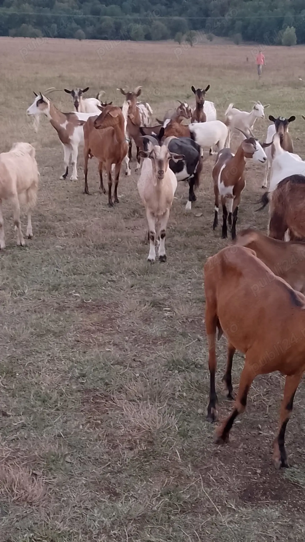 Vind capre sau schimb cu diverse