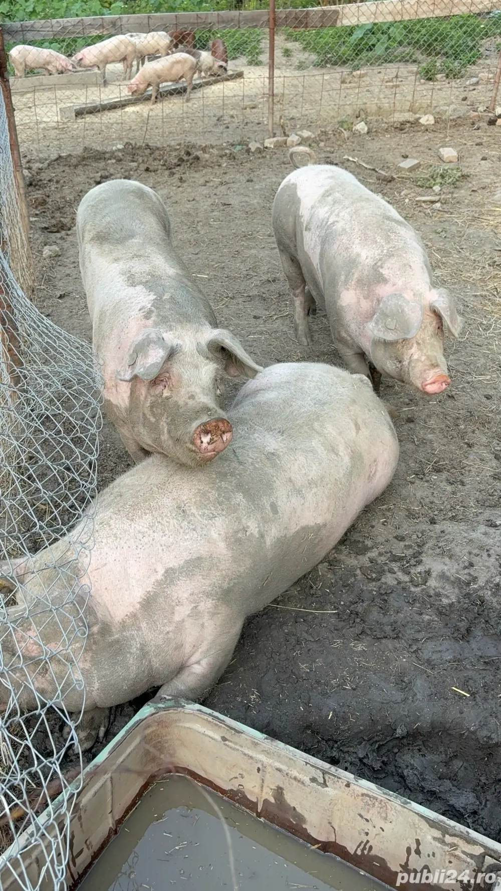 Porci de vanzare - sanatosi si bine ingrijiti Porci de vanzare - sanatosi si bine ingrijiti