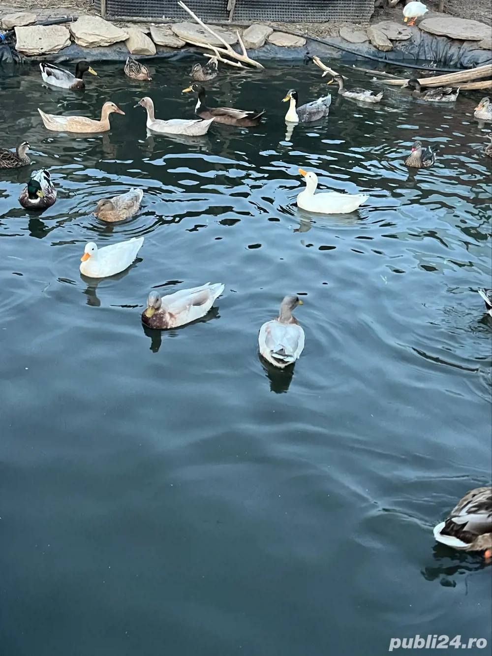 Disponibilie Rațe pitice olandeze 