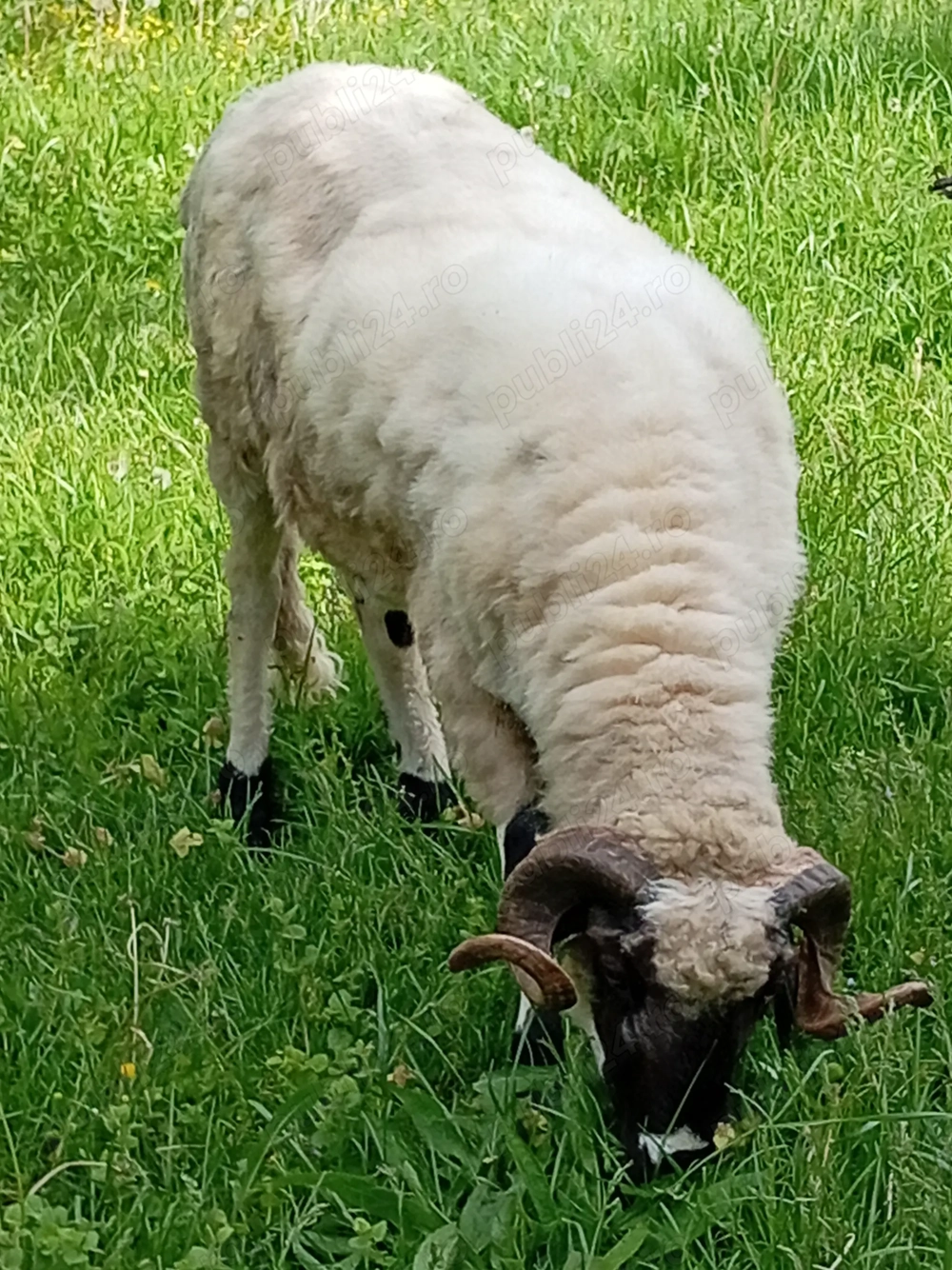 Vând berbec tânăr de anu trecut!  Vând berbec tânăr de anu trecut!