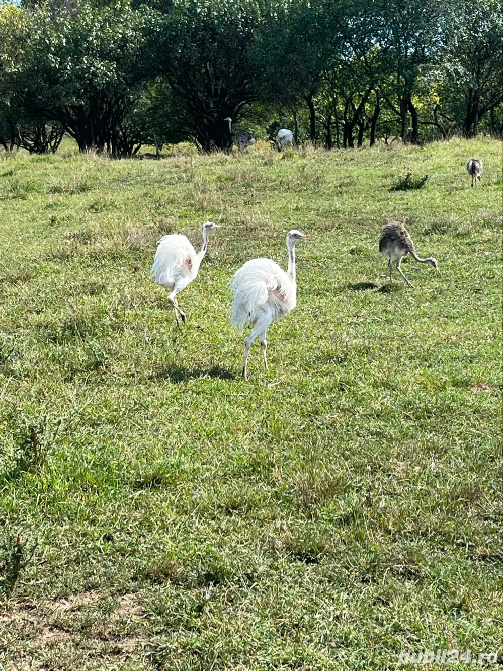 Disponibili pui de struti Nandu  Disponibili pui de struti Nandu