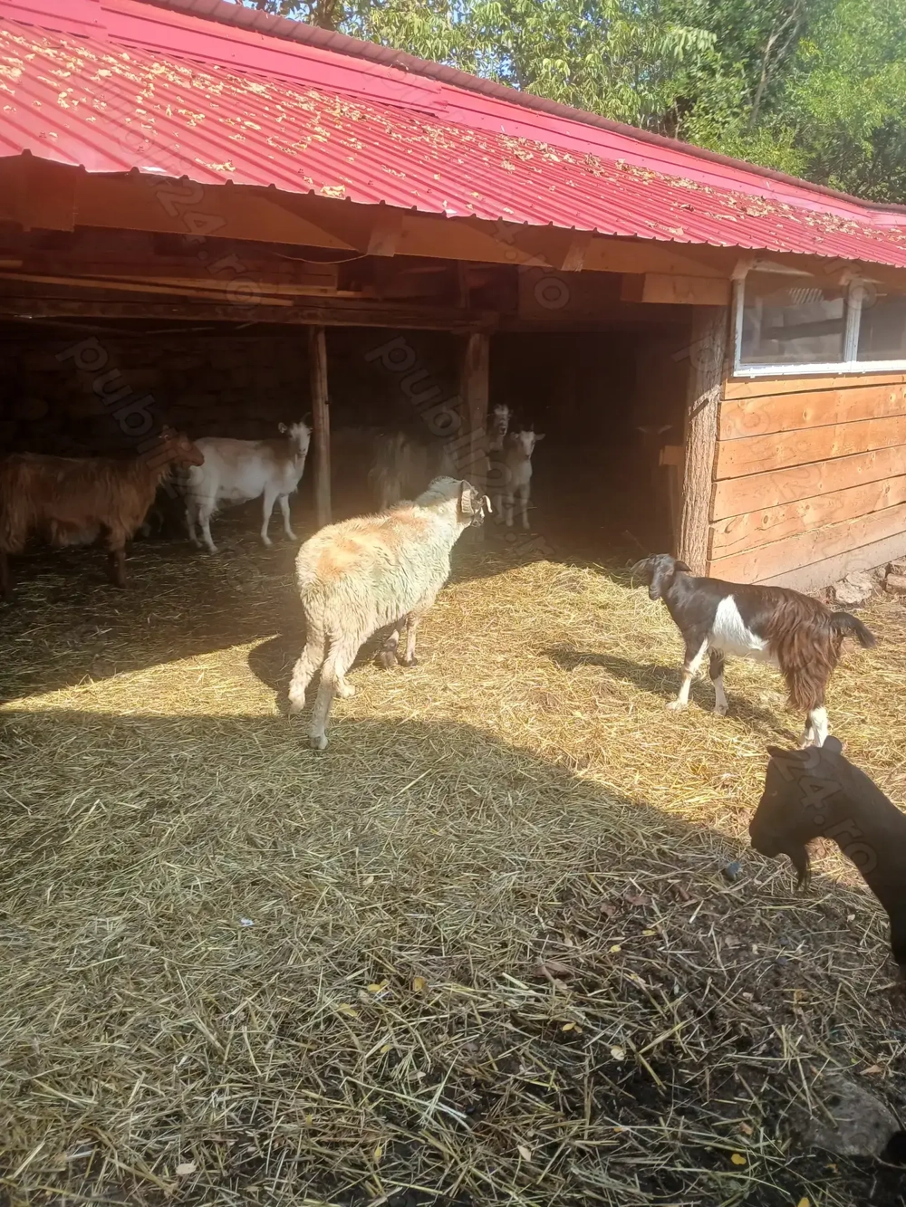 Vând capre sau schimb Vând capre sau schimb