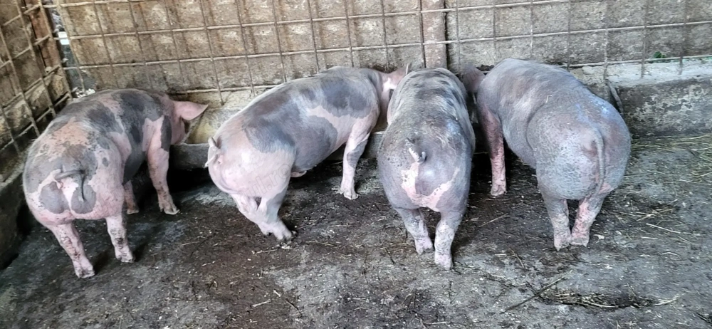 Vand purcei pietrain 