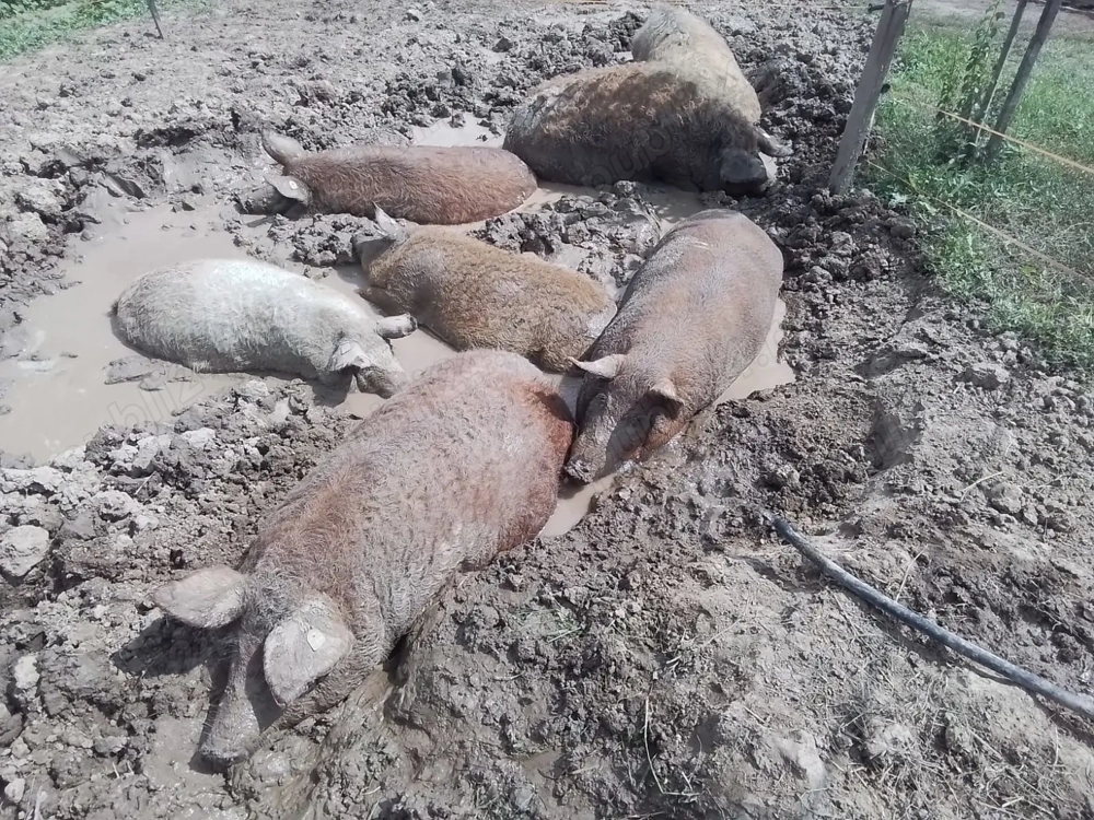 Porci Mangalita rasa pură 