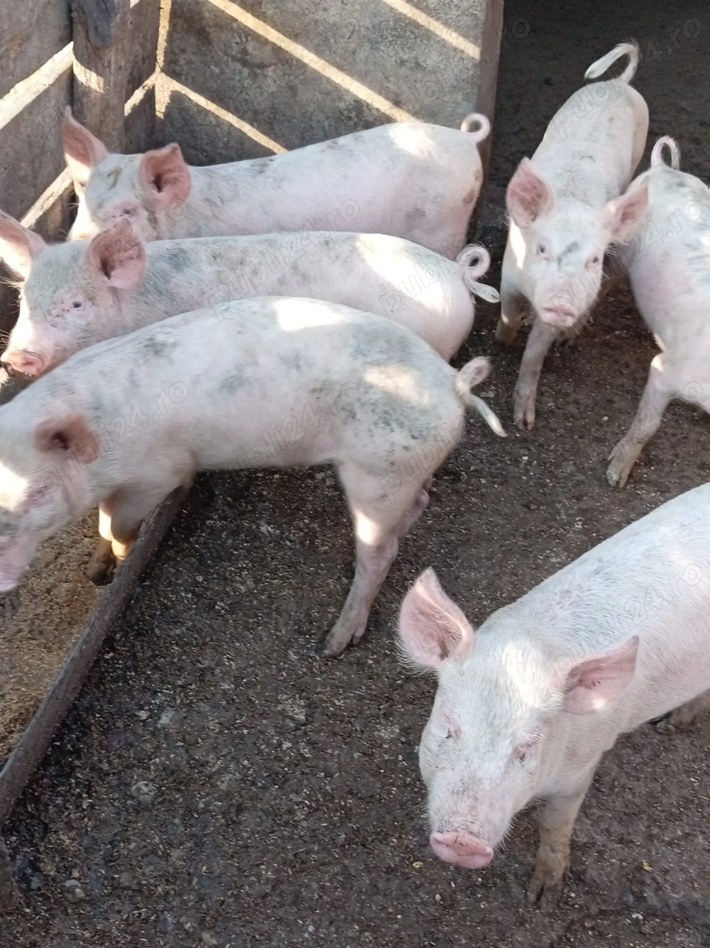 Vând grasuni  Vând grasuni