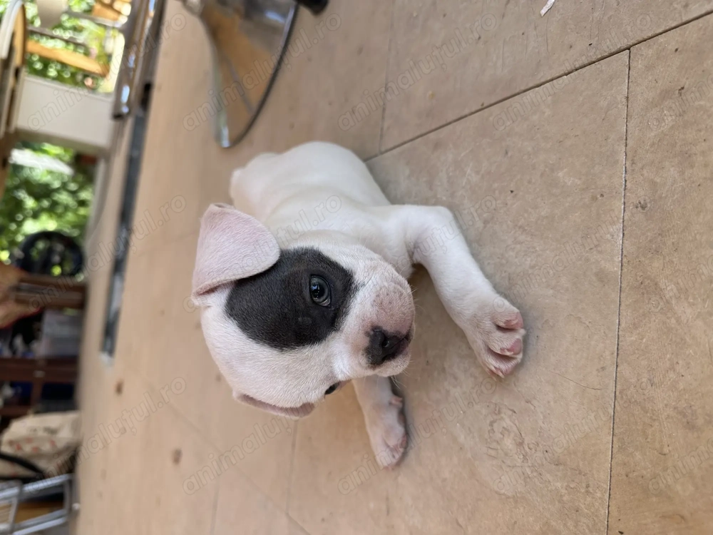 Câine de vânzare Buldog francez  Câine de vânzare Buldog francez