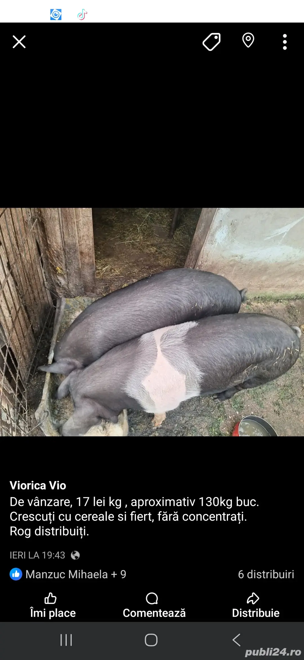 Porci crescuti bio Porci crescuti bio