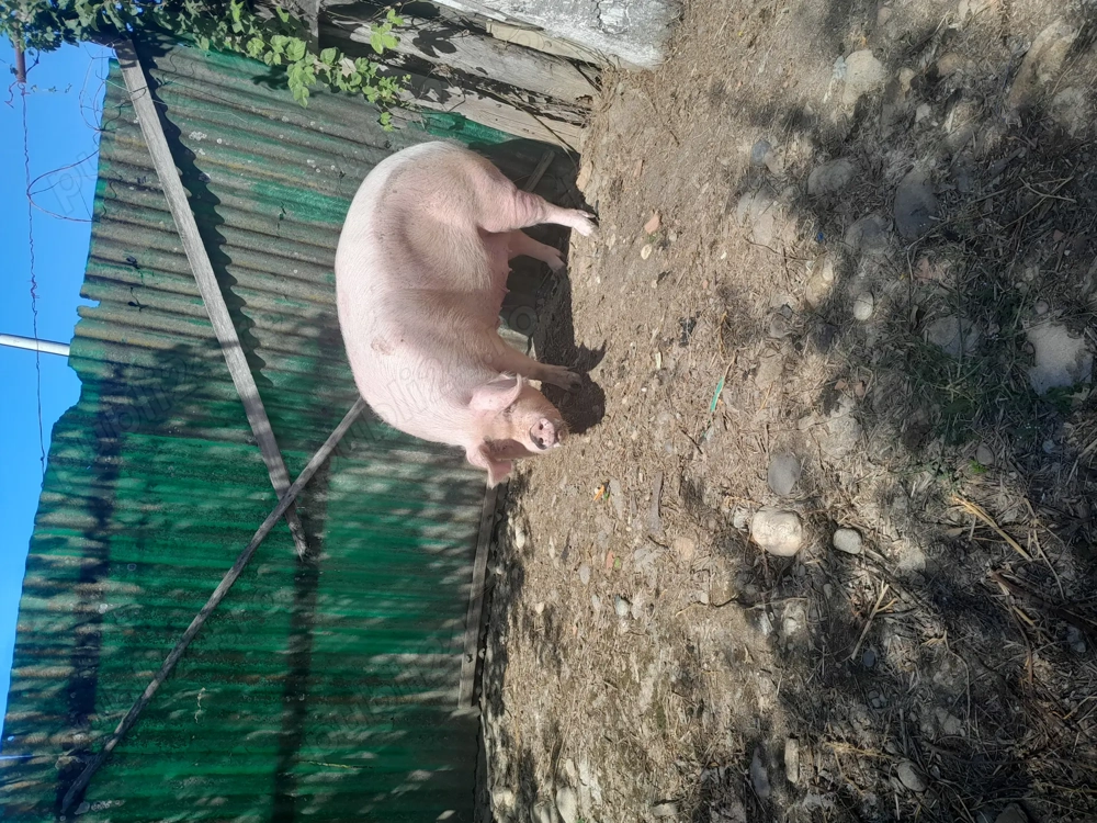 Vând scroafa marele alb  Vând scroafa marele alb