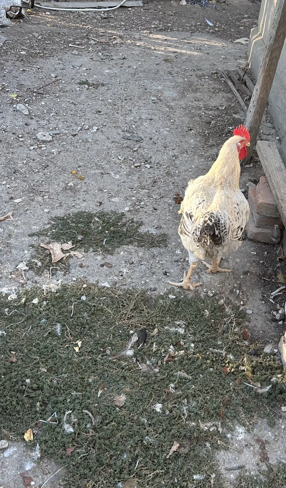 Cocoși Kabir și Monaco  Cocoși Kabir și Monaco