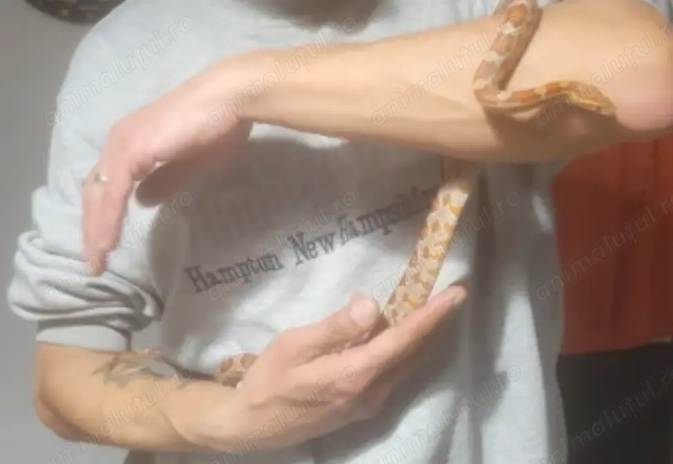 Sarpe Corn Snake doar cu ridicare personala Sec.2
