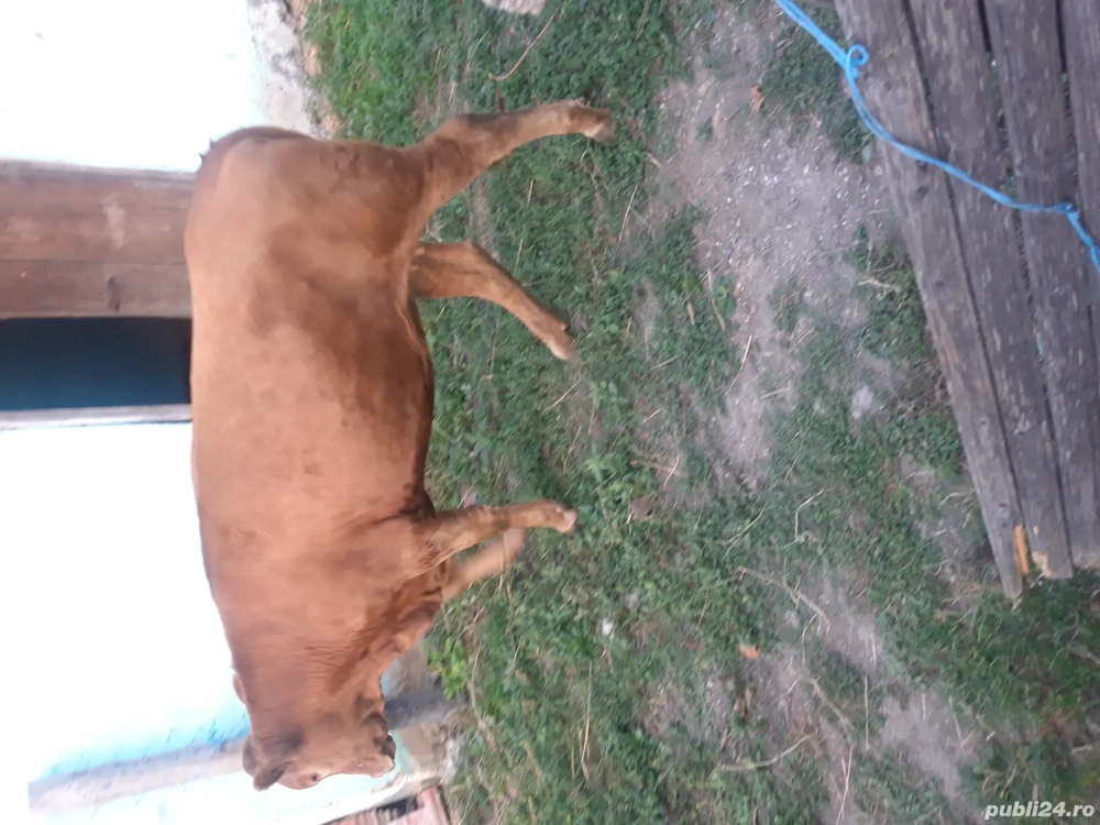 Vand vaci tinere de rasa