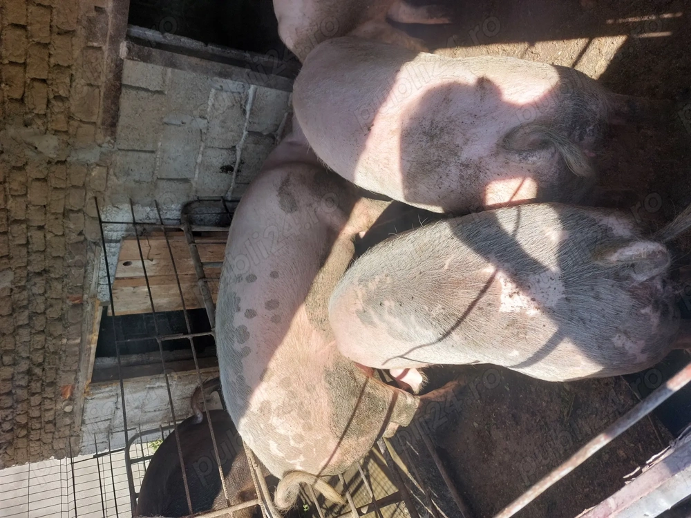 Porci de vânzare rasa marele alb 