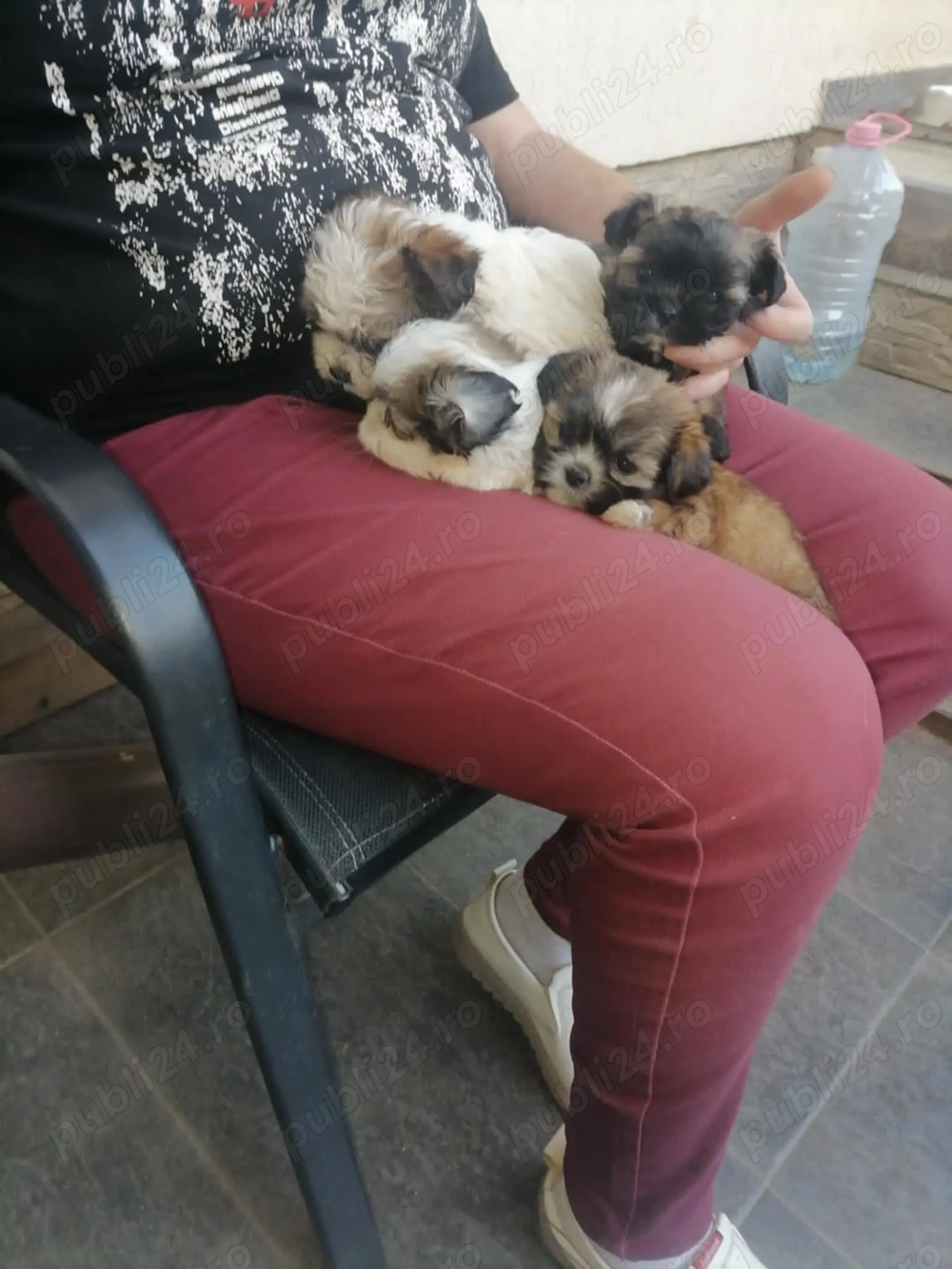 Vand catea ShithTzu, ultima si cea mai frumoasa..