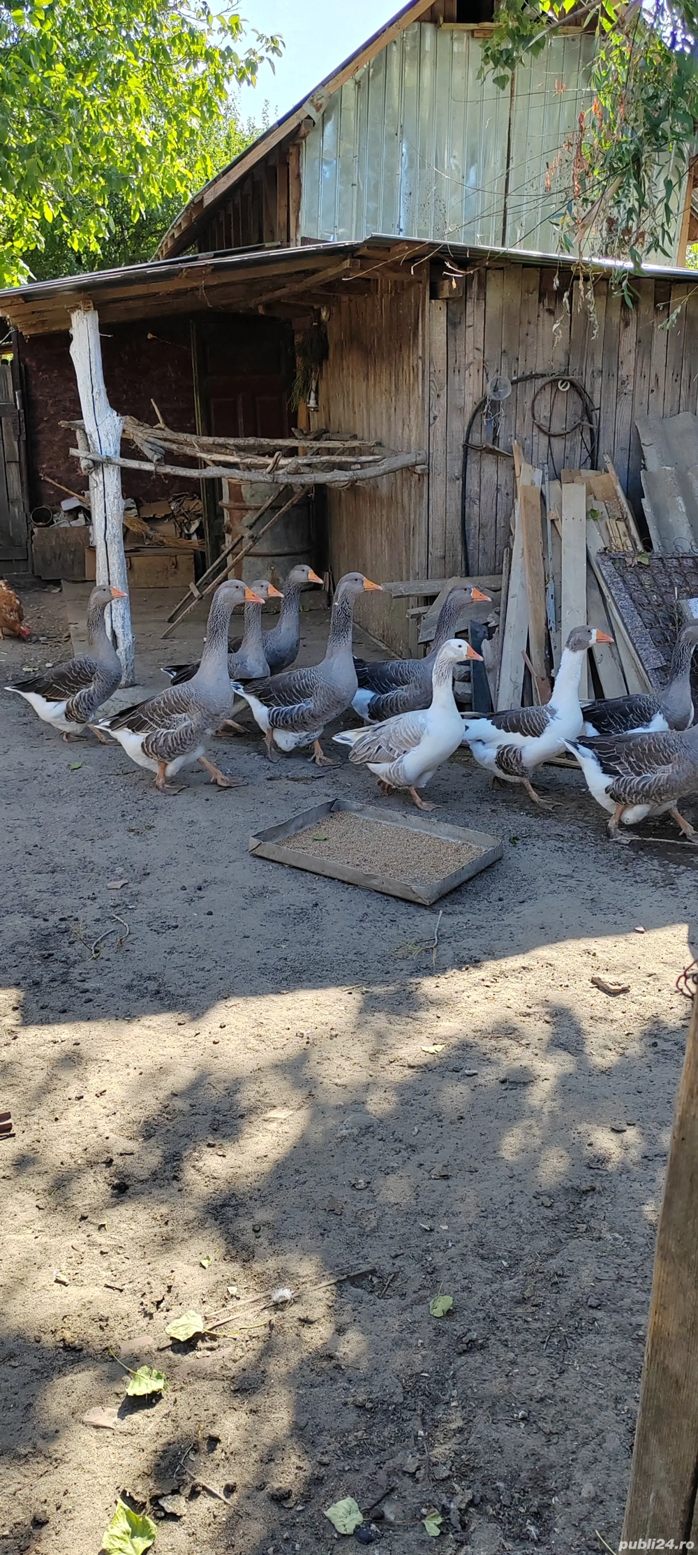 Vând gâște și gâscani Vând gâște și gâscani