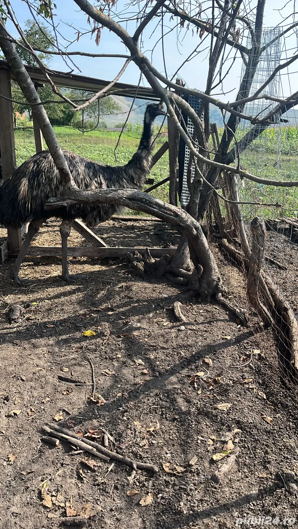 Disponibili Struți Emu  Disponibili Struți Emu