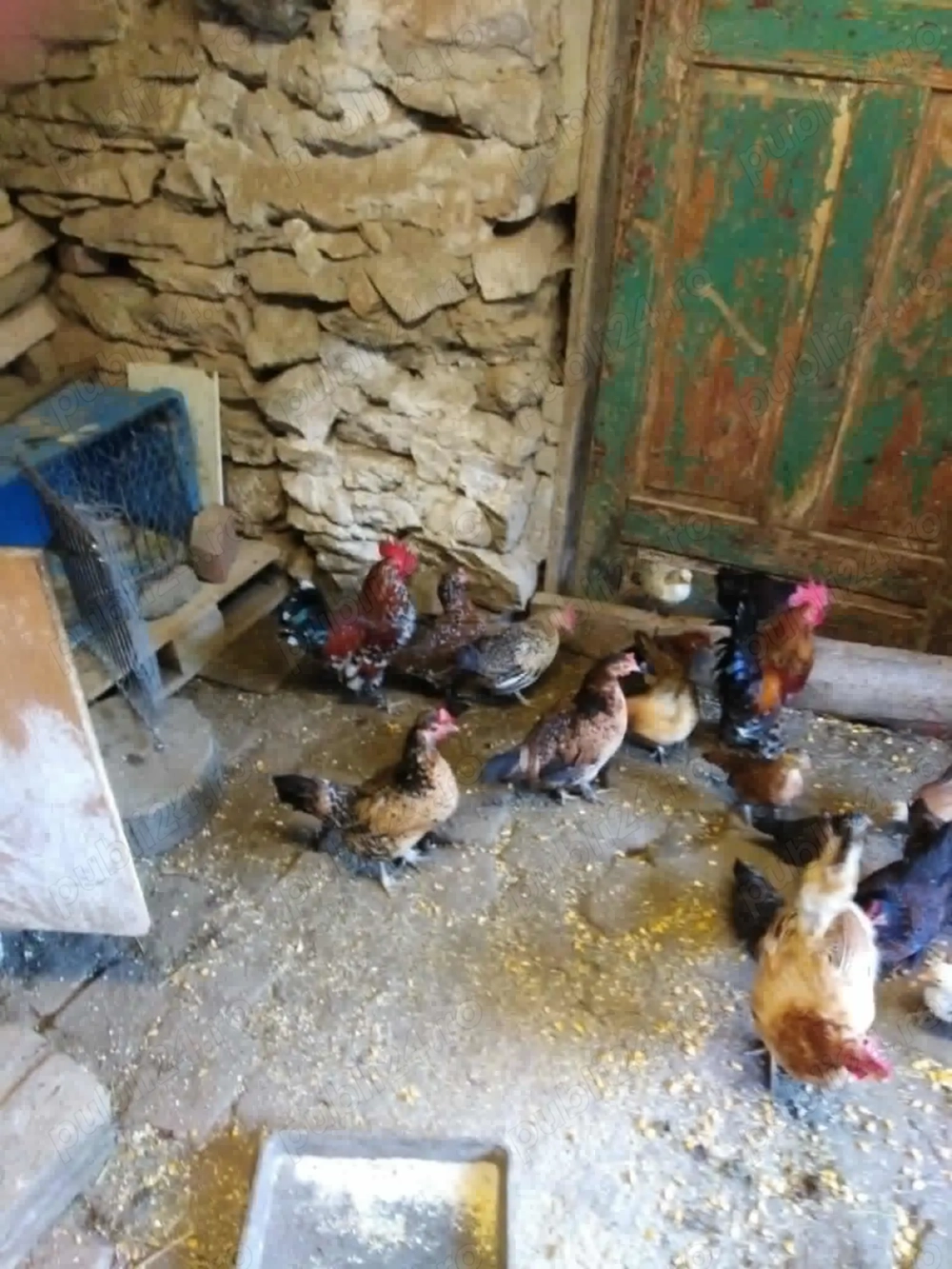 Gaini americane,pitice.credi Gaini americane,pitice.credi