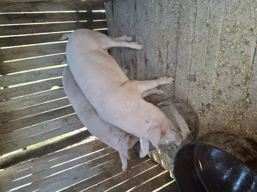 Vand 2 purcele 60 kg