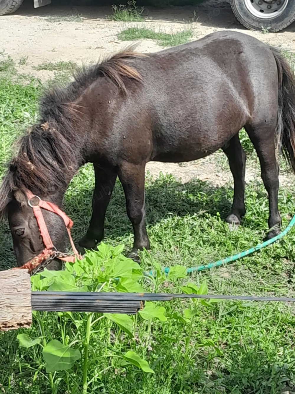 De vânzare ponei armăsar De vânzare ponei armăsar