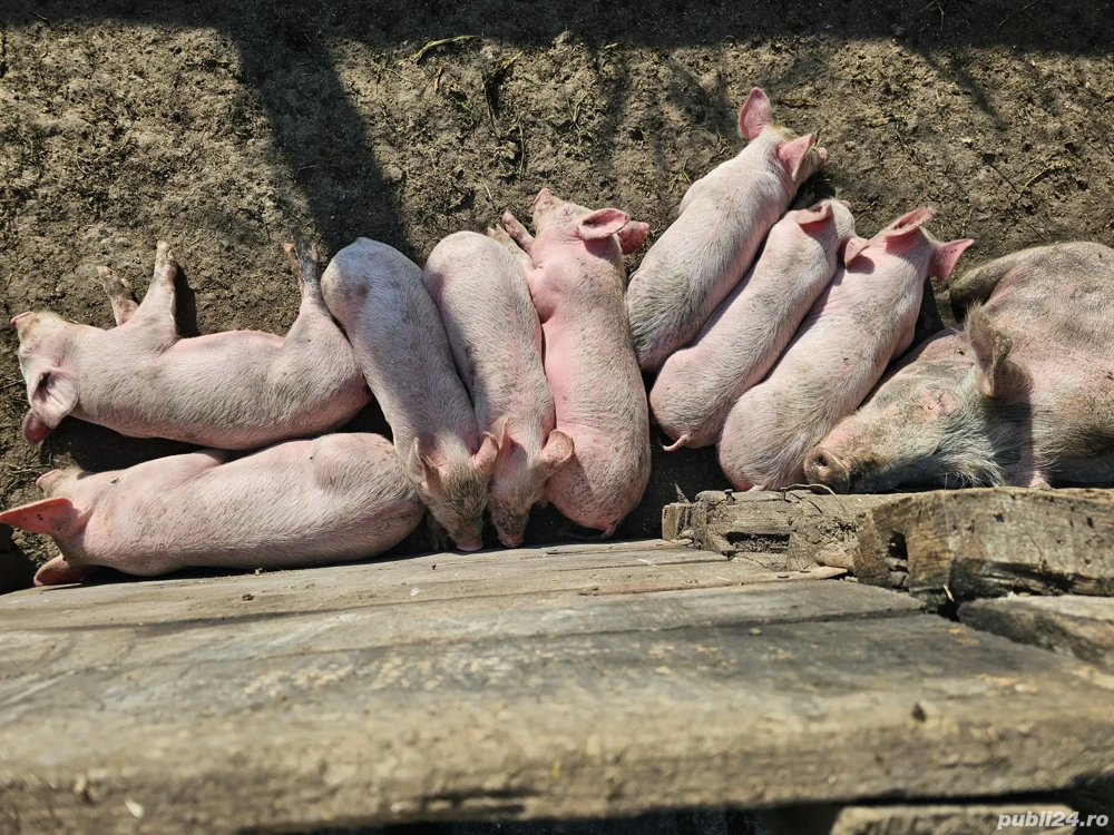 Vând 8 bucăți purcei de 7 săptămâni,