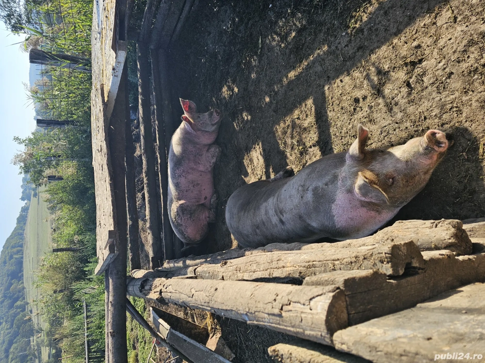 Vând porc pentru sacrificat, rasă de carne, 