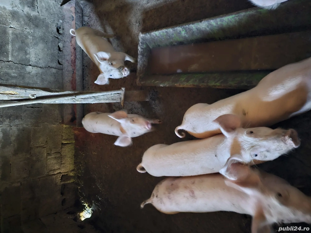 Vând 4 șoldani rasa Pick Vând 4 șoldani rasa Pick