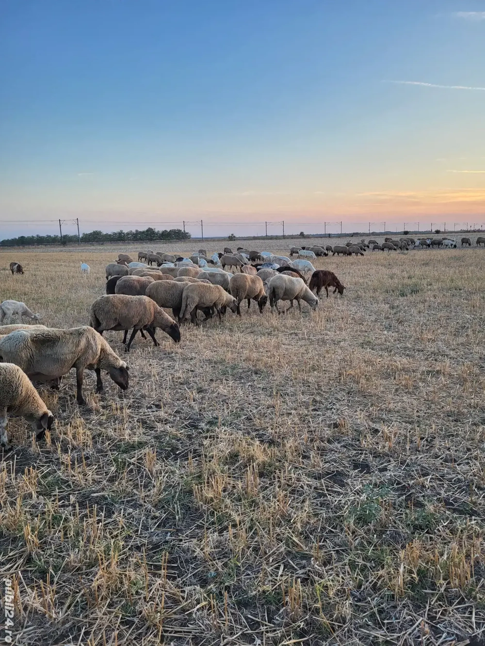 Animale de vânzare Animale de vânzare