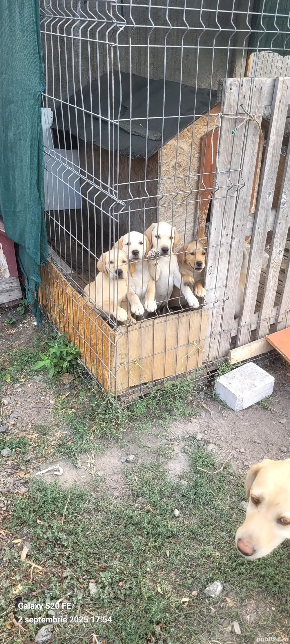 Pui Labrador, vârsta 2 luni Pui Labrador, vârsta 2 luni