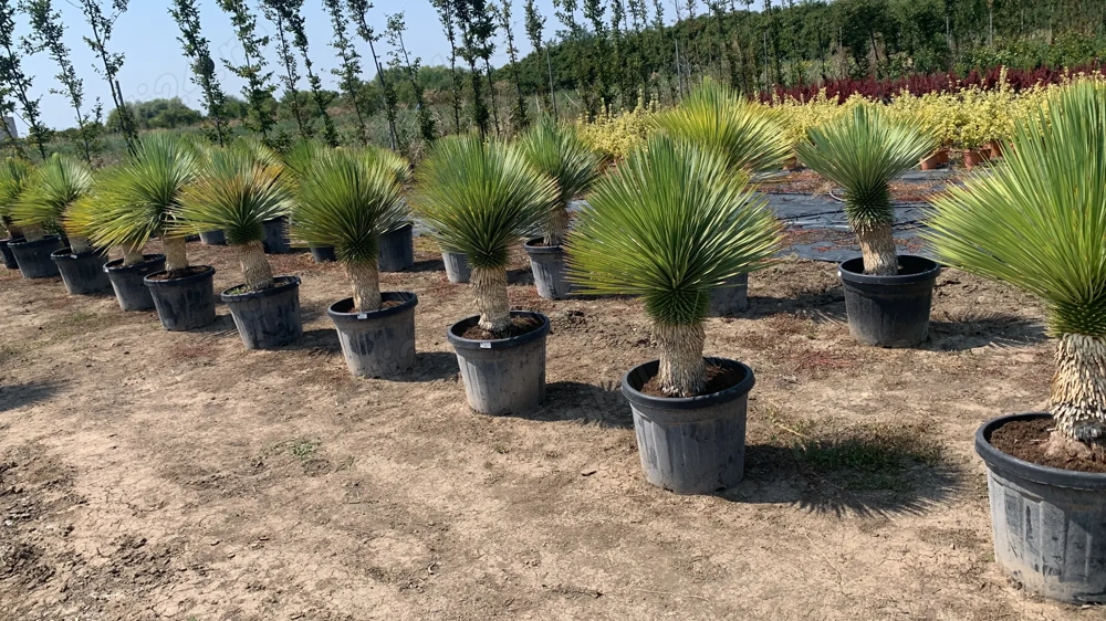 Yucca Rostrata Palmieri