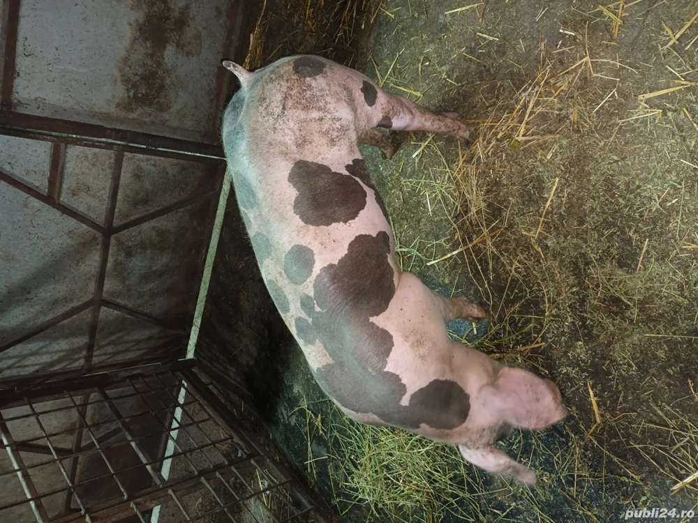 Porc pietrain Porc pietrain