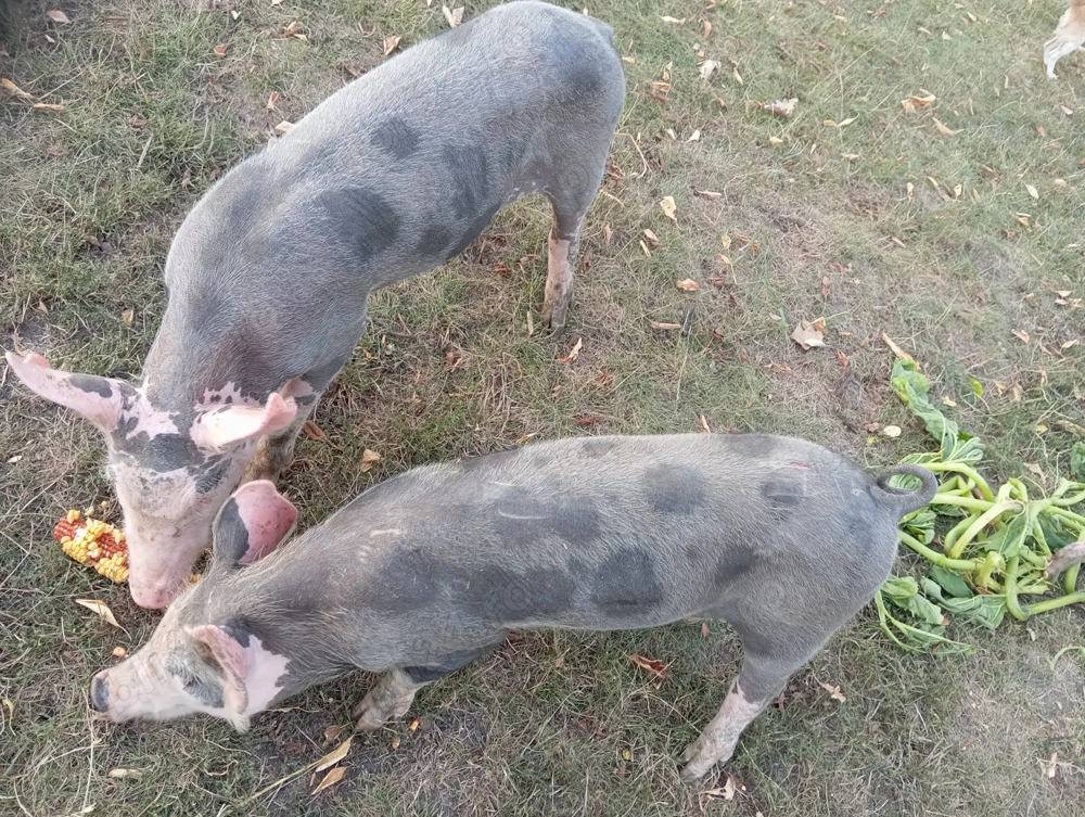 Porci grasuni de vanzare Porci grasuni de vanzare