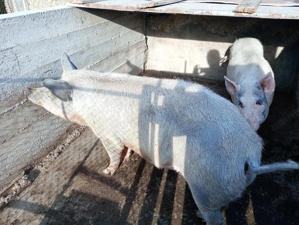 Vând porci de carne  Vând porci de carne